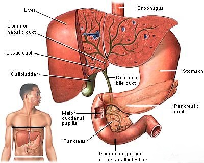 Biliary Tract