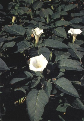 Datura plant with flowers