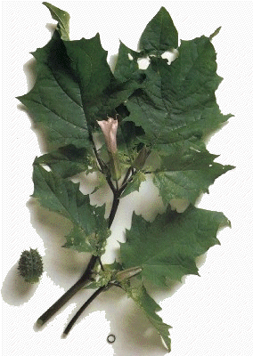 Datura Leaves