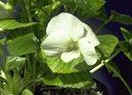 White violet (Viola cucullata grandiflora alba)